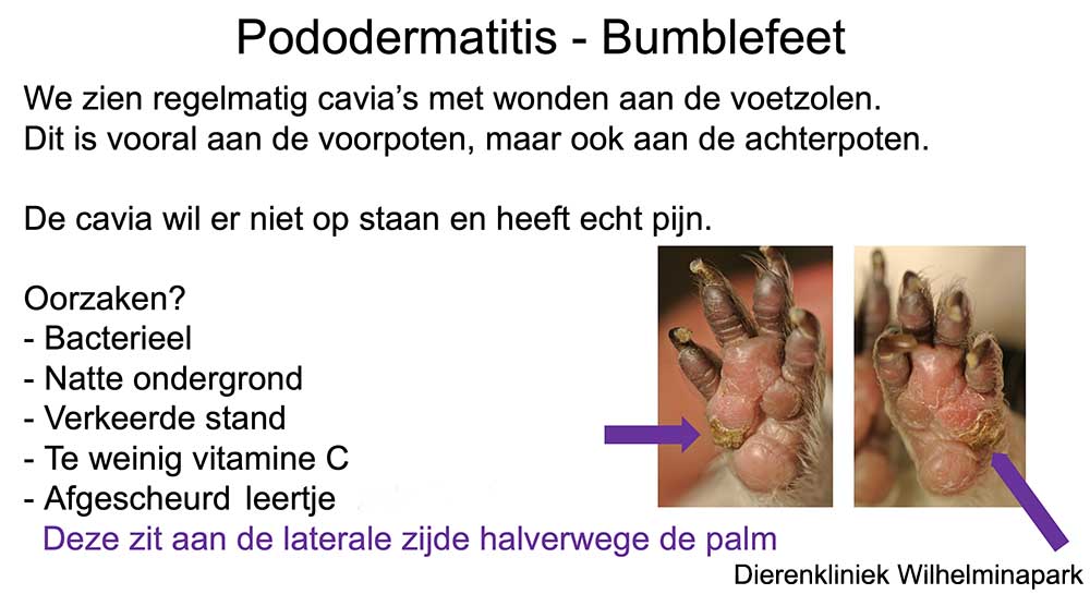 Oorzaken voor een bumblefoot bij een cavia